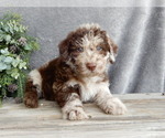 Small #3 Miniature Labradoodle