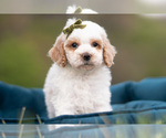 Puppy Dash Maltipoo (Miniature)