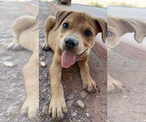 American Pit Bull Terrier-Black Mouth Cur Mix Dogs for adoption in Queen Creek, AZ, USA