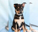 Small #3 Mutt