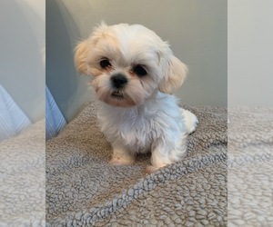 Shih Tzu Puppy for sale in GRAND RAPIDS, MI, USA