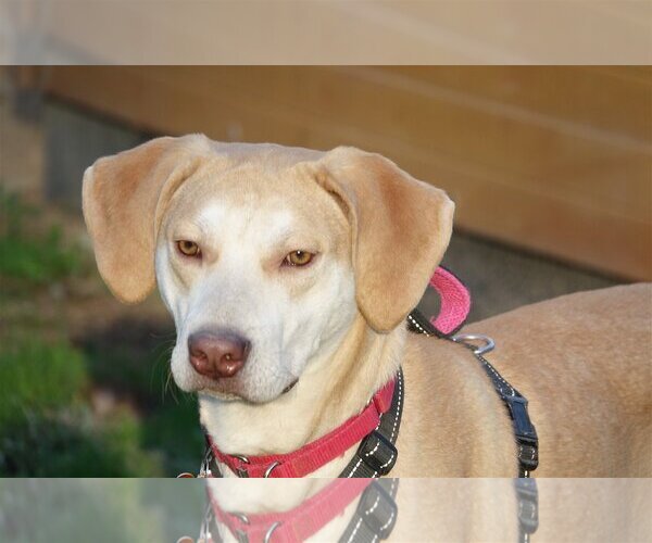 Medium Photo #2 Labrador Retriever-Unknown Mix Puppy For Sale in Stafford, VA, USA