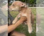 Small Photo #45 American Bully Puppy For Sale in LAKE STATION, IN, USA