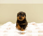 Small Photo #2 Rottweiler Puppy For Sale in NAPPANEE, IN, USA