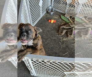 Boxer Puppy for sale in BENTON, IL, USA