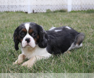 Father of the Cavalier King Charles Spaniel puppies born on 02/25/2022