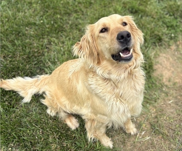 Medium Photo #1 Golden Retriever Puppy For Sale in CUB RUN, KY, USA