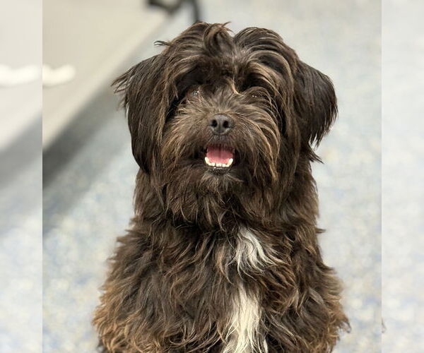 Medium Photo #2 Shih-Poo Puppy For Sale in Phoenix, AZ, USA