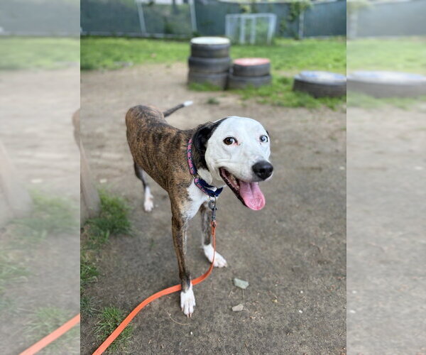 Medium Photo #7 Unknown-Whippet Mix Puppy For Sale in Brewster, NY, USA