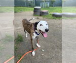 Small #6 Whippet Mix