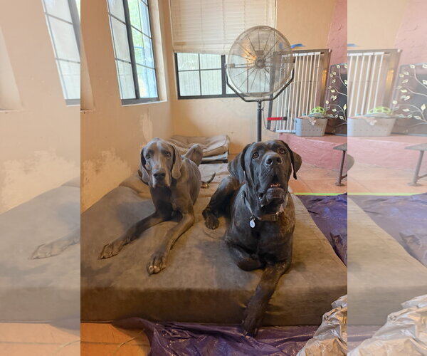 Medium Photo #1 Mastiff Puppy For Sale in Goodyear, AZ, USA