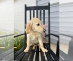 Small Photo #4 Golden Retriever Puppy For Sale in FRANKLINTON, NC, USA