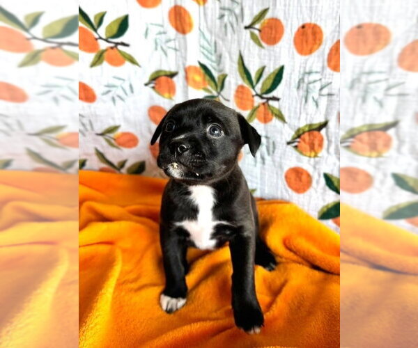 Medium Photo #2 Mutt Puppy For Sale in OKLAHOMA CITY, OK, USA