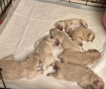 Small Golden Retriever