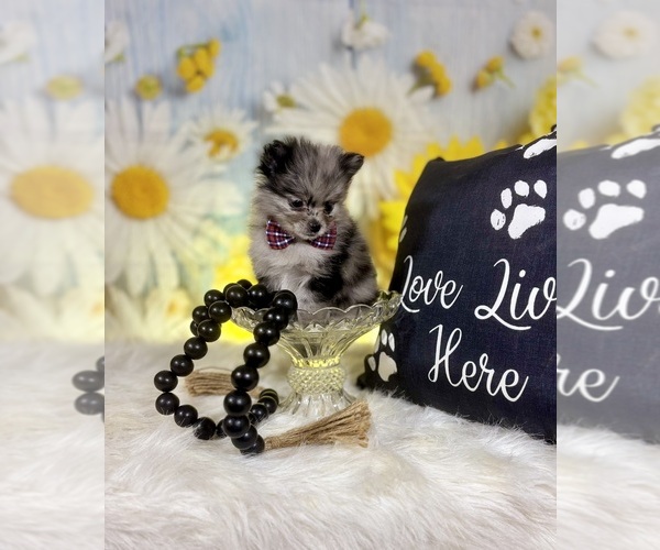 Medium Photo #3 Pomeranian Puppy For Sale in RIPLEY, MS, USA