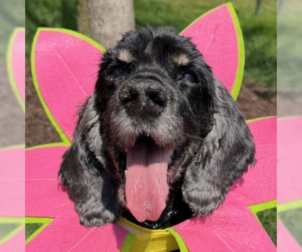 Medium Photo #3 Cocker Spaniel Puppy For Sale in Arlington, VA, USA