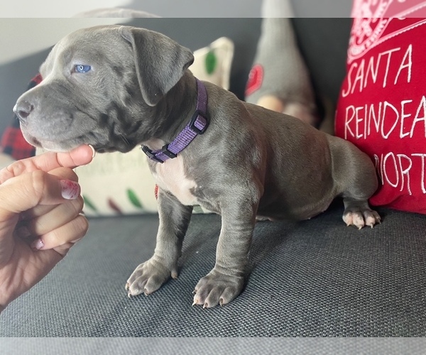 Medium Photo #5 American Pit Bull Terrier Puppy For Sale in PALM BCH GDNS, FL, USA