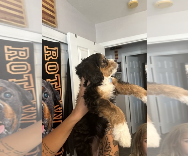 Medium Photo #4 Golden Mountain Doodle  Puppy For Sale in HESPERIA, CA, USA