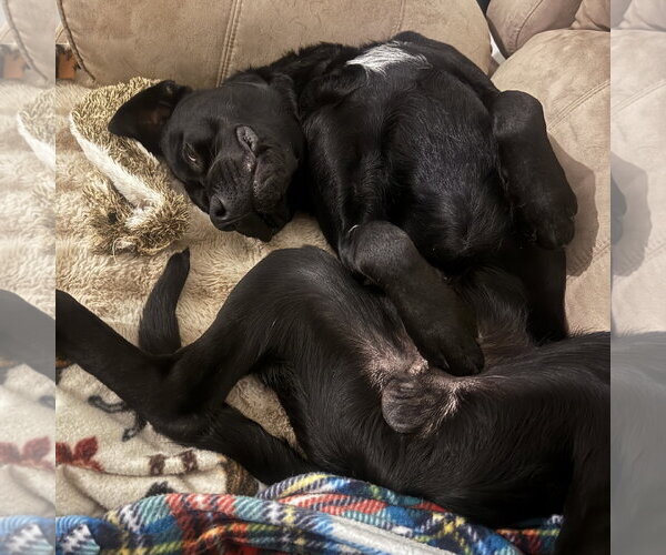 Medium Photo #25 Mutt Puppy For Sale in Fargo, ND, USA