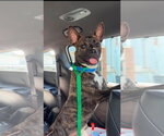Small #2 American Staffordshire Terrier Mix