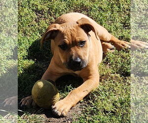 Black Mouth Cur-Unknown Mix Dogs for adoption in Brooklyn Center, MN, USA