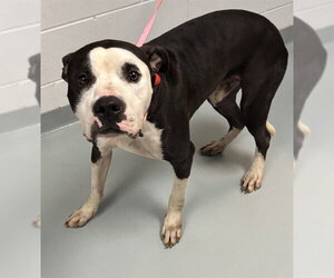 Mutt Dogs for adoption in St. Cloud, FL, USA