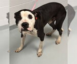MARCO - Male Mutt Dog for Adoption - Small photo