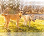 Small #3 German Shepherd Dog-Great Pyrenees Mix