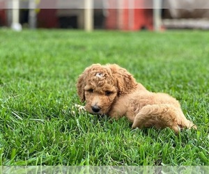 Goldendoodle Puppy for sale in BEREA, KY, USA