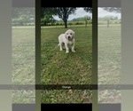 Small #11 Golden Retriever