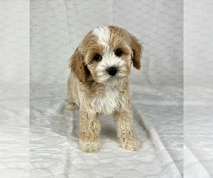 Morkie Puppy for sale in FRANKLIN, IN, USA