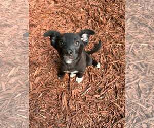 Border Collie-Unknown Mix Dogs for adoption in Mount Pleasant, SC, USA