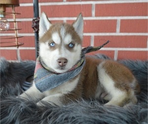 Siberian Husky Puppy for sale in HONEY BROOK, PA, USA