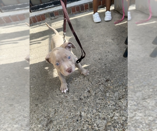 Medium Photo #3 American Bully Puppy For Sale in BUFFALO, NY, USA