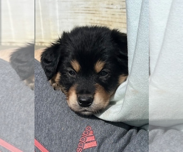 Medium Photo #2 Australian Retriever Puppy For Sale in ALLEGAN, MI, USA