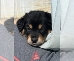 Small Photo #2 Australian Retriever Puppy For Sale in ALLEGAN, MI, USA