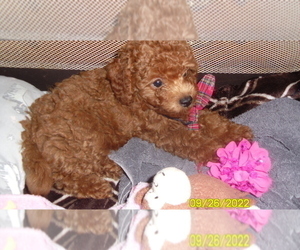 Poodle (Miniature) Puppy for sale in DULUTH, GA, USA