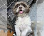 Small #3 Shih Tzu Mix