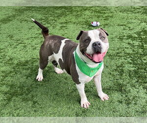 American Pit Bull Terrier Dogs for adoption in Pasadena, CA, USA