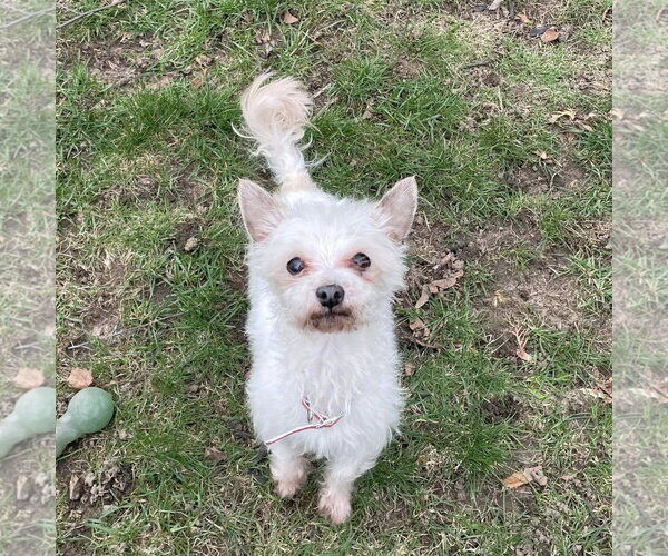 Medium Photo #1 Mutt Puppy For Sale in Rochester, NY, USA