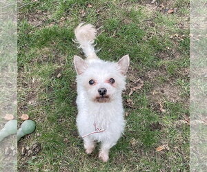 Mutt Dogs for adoption in Rochester, NY, USA