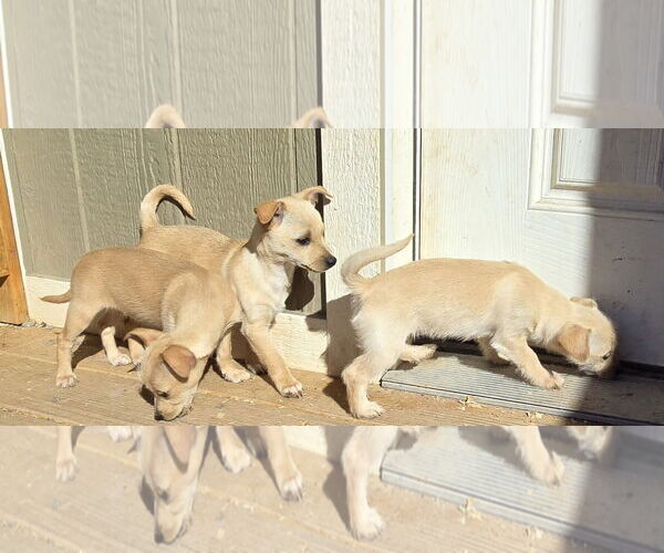Medium Photo #3 Chihuahua-Unknown Mix Puppy For Sale in Peralta, NM, USA
