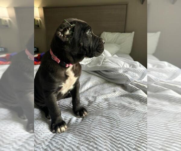 Medium Photo #4 Cane Corso Puppy For Sale in RUCKERSVILLE, VA, USA