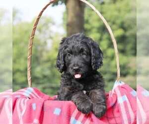 Medium Goldendoodle-Poodle (Standard) Mix