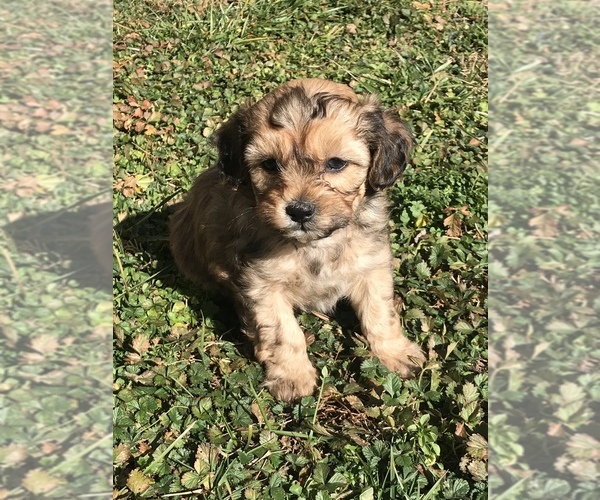 Medium Photo #6 Shih-Poo Puppy For Sale in BOWLING GREEN, KY, USA