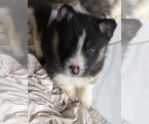 German Shepherd Dog-Siberian Husky Mix Puppy for Sale in ATLANTA, Georgia USA