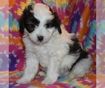 Small Photo #3 Australian Shepherd-Poodle (Toy) Mix Puppy For Sale in SUNBURY, PA, USA