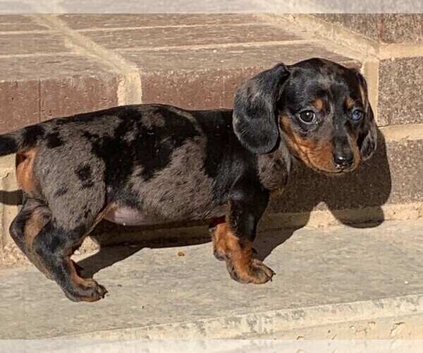 View Ad Dachshund Puppy for Sale near Illinois, CLARE