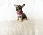 Small #2 Chihuahua