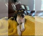 Small #6 American Staffordshire Terrier Mix